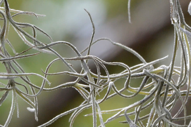 Spanish moss strands up close, thin curling silver-green threads