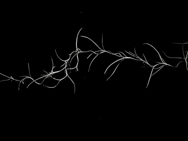 Spanish moss stop-motion frame 1 of 8, white on black