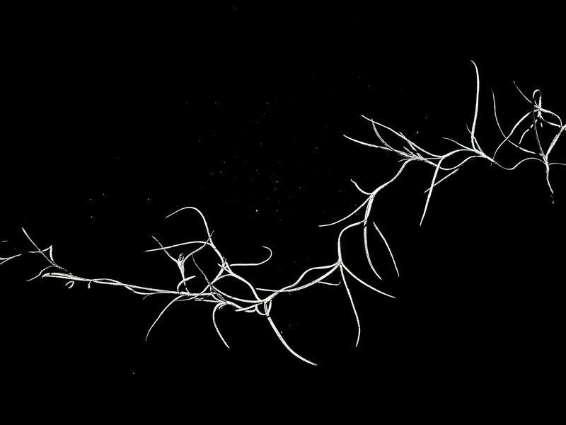 Spanish moss stop-motion frame 2 of 8, white on black