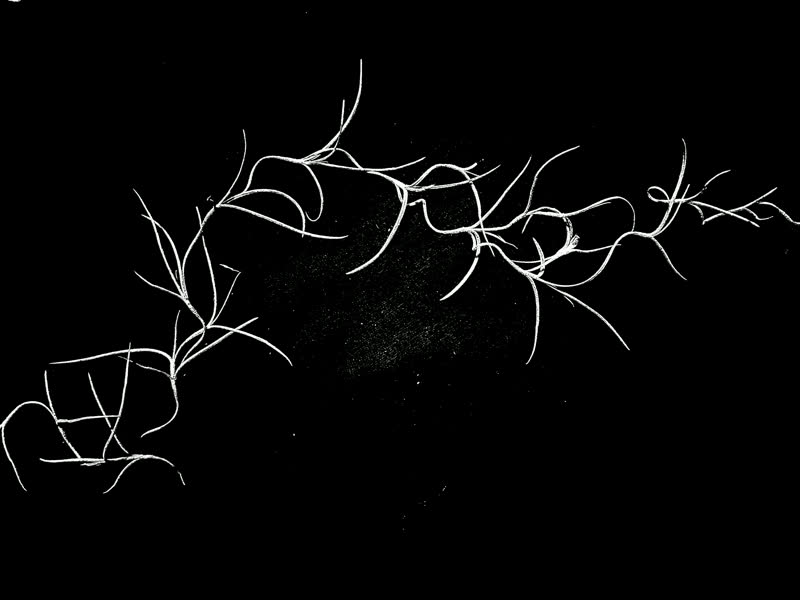 Spanish moss stop-motion frame 3 of 8, white on black