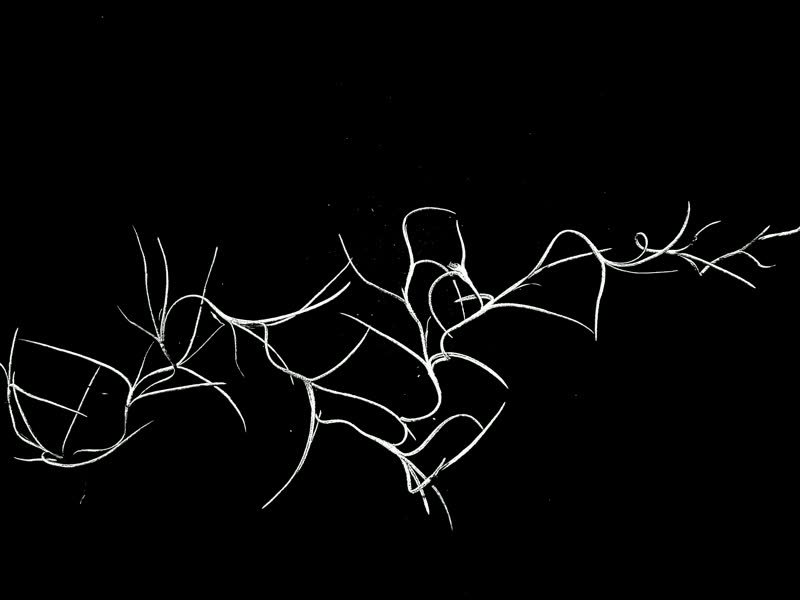 Spanish moss stop-motion frame 4 of 8, white on black