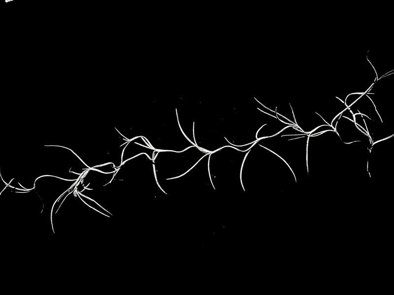Spanish moss stop-motion frame 5 of 8, white on black