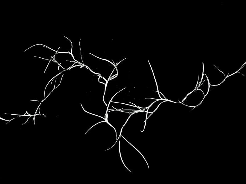 Spanish moss stop-motion frame 6 of 8, white on black