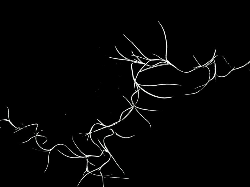 Spanish moss stop-motion frame 7 of 8, white on black