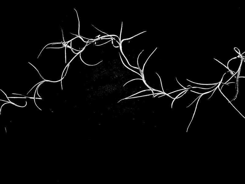 Spanish moss stop-motion frame 8 of 8, white on black