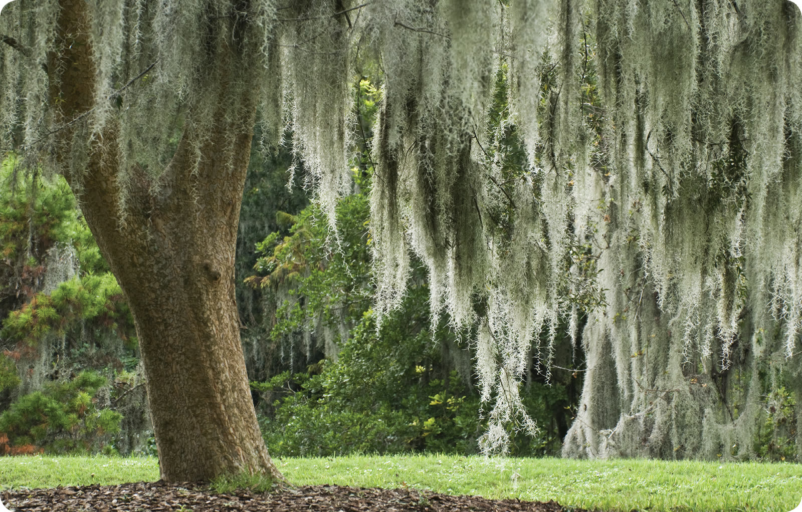 Spanish moss hanging in long strands from an oak tree